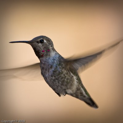Hummingbird (4409)