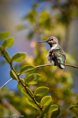 Hummingbird (4423)