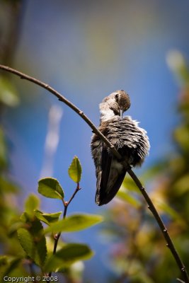 Hummingbird (4429)