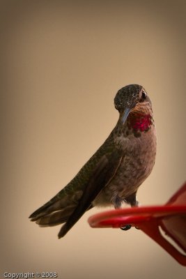 Hummingbird (4421)