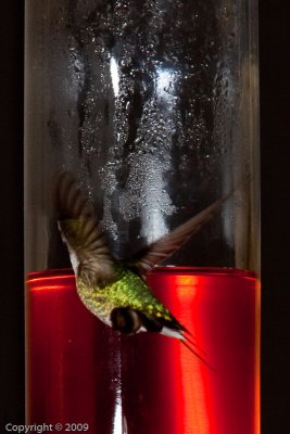 Hummingbird (00833)
