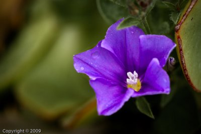Flower (00469)