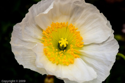 Poppy (00529)