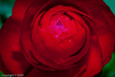 Rose (00530)