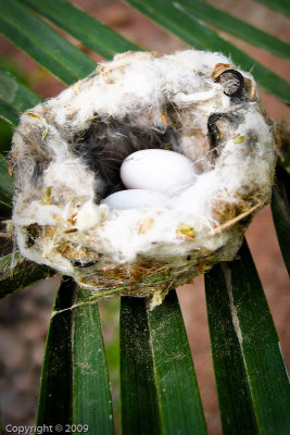 Hummingbird Nest (0579)