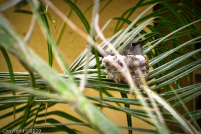 Hummingbird Nest (0582)
