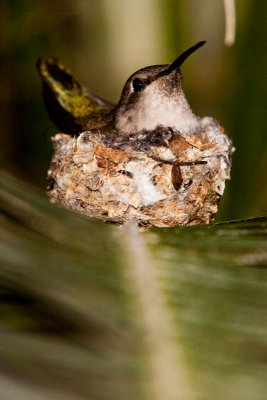 Hummingbird Nest (06154)