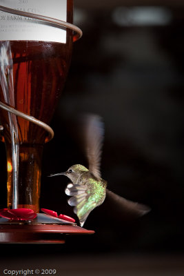 Hummingbird (01020)