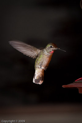 Hummingbird (01021)