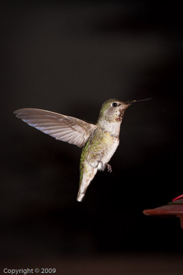 Hummingbird (01023)