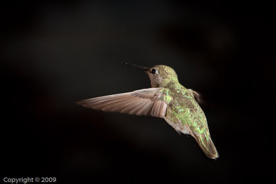 Hummingbird (01026)