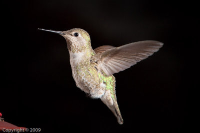 Hummingbird (01028)