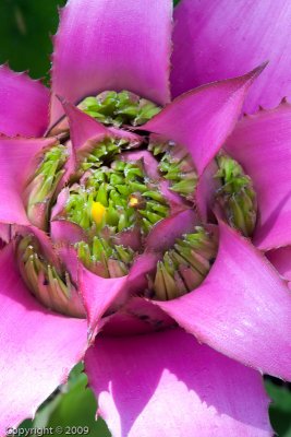 Succulent (01275)