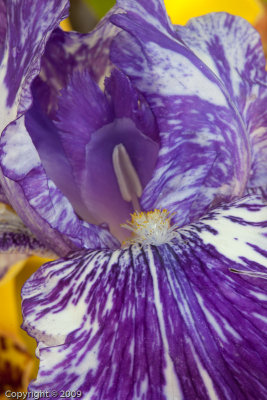Orchid (01282)