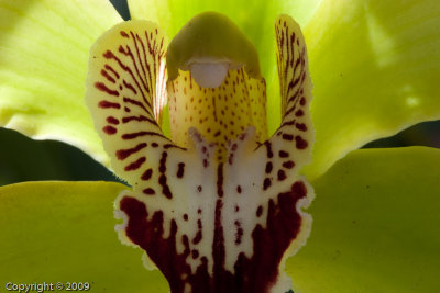 Orchid (01283)