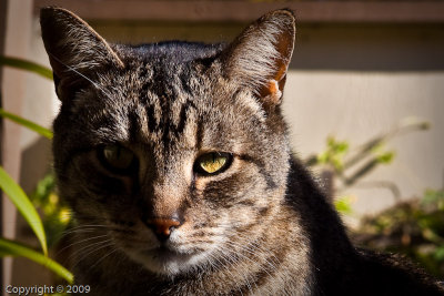 Mr. Skitters (00393)