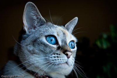 Allie (00953)