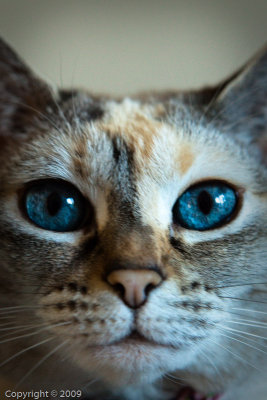 Allie (00951)