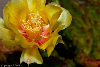 Cactus Flower (01671e)