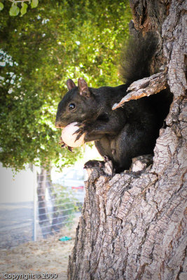 Squirrel (0729)
