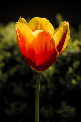 Tulip (1928)