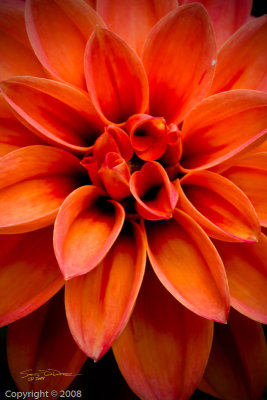 Dahlia (2202)