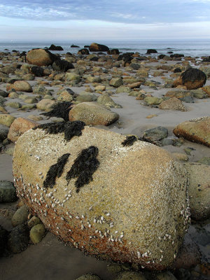 Rocks at Low Tide - near Boston