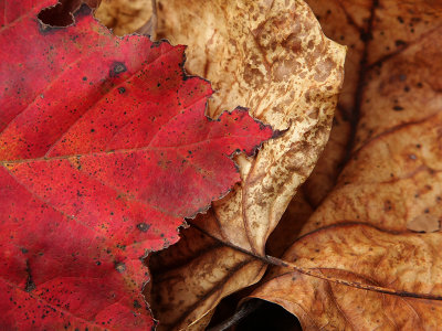Fallen Leaves - Hagerstown, MD