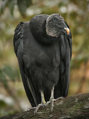 Black Vulture - Manatee Springs