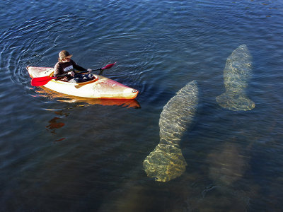 Kayaker and Manatees