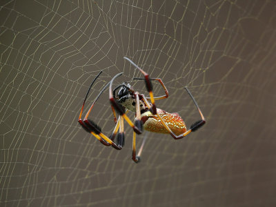 Spider Mending her Web