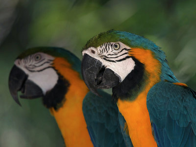 Macaw - Disney Animal Kingdom