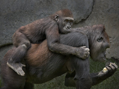 Mom and Baby Gorilla