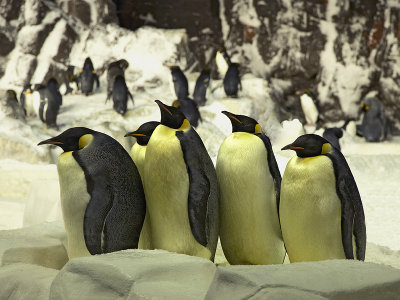 Penguins - SeaWorld San Diego