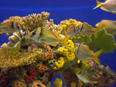 ISO 12800 - Aquarium