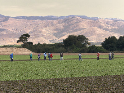 Farm Workers: Soledad, CA