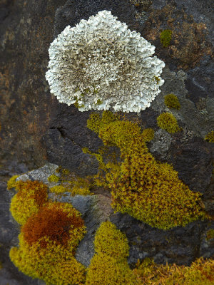 Colorful Rock: Oregon State Park