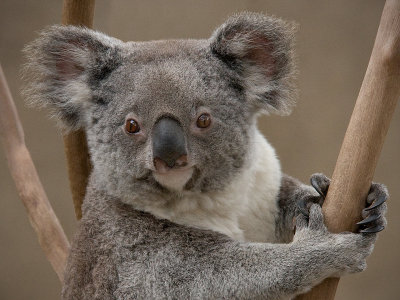 Koala Bear: San Diego Zoo