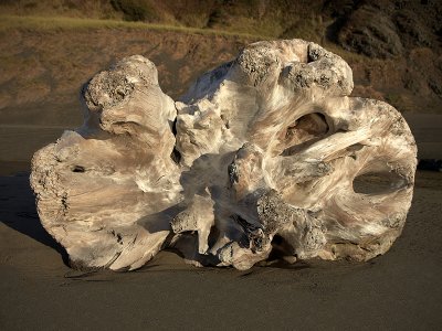 Driftwood in Golden Hour Light