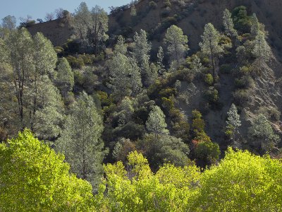 Various Shades of Green