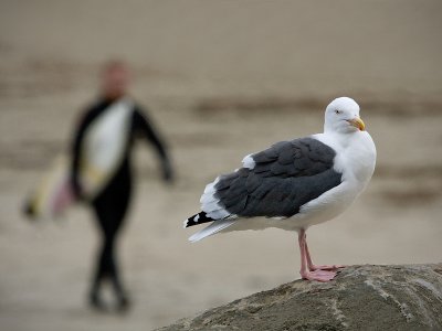 The Surfer & The Sea Gull