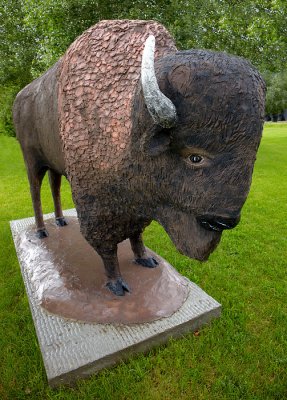 Bison - Forsyth, MT