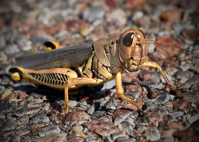 Grasshopper - Foss, OK