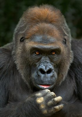 Gorilla - Safari Park