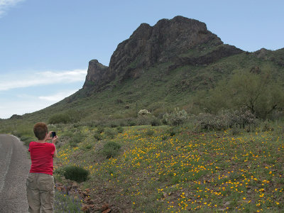 Photographing the Desert Wildflowers