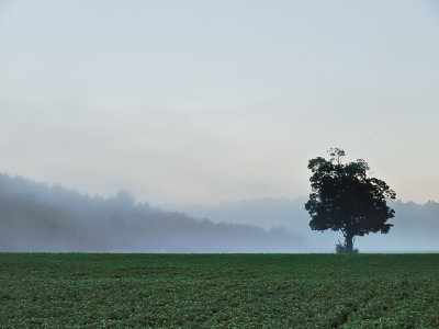 Morning mist