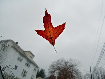 Leaf on a car window