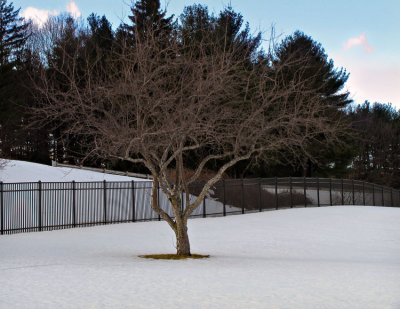 Tree and snow