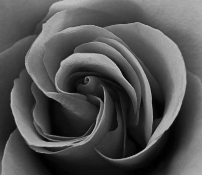 Rose in B&W