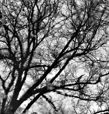 March - monochrome (or almost)  - Raining beauty, in a dirty puddle.